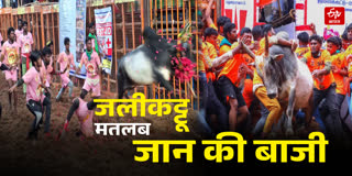 Jallikattu held in Madurai on Pongal