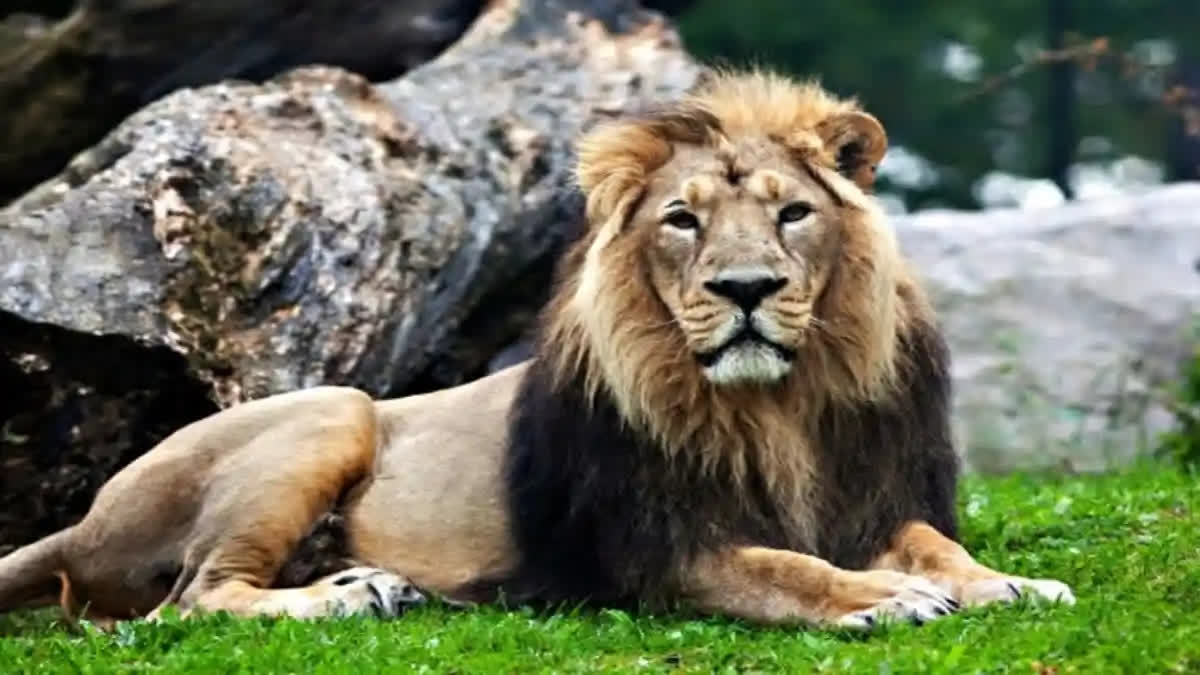 Man Mauled to Death by Lion at Zoo in Andhra Pradesh Representative image