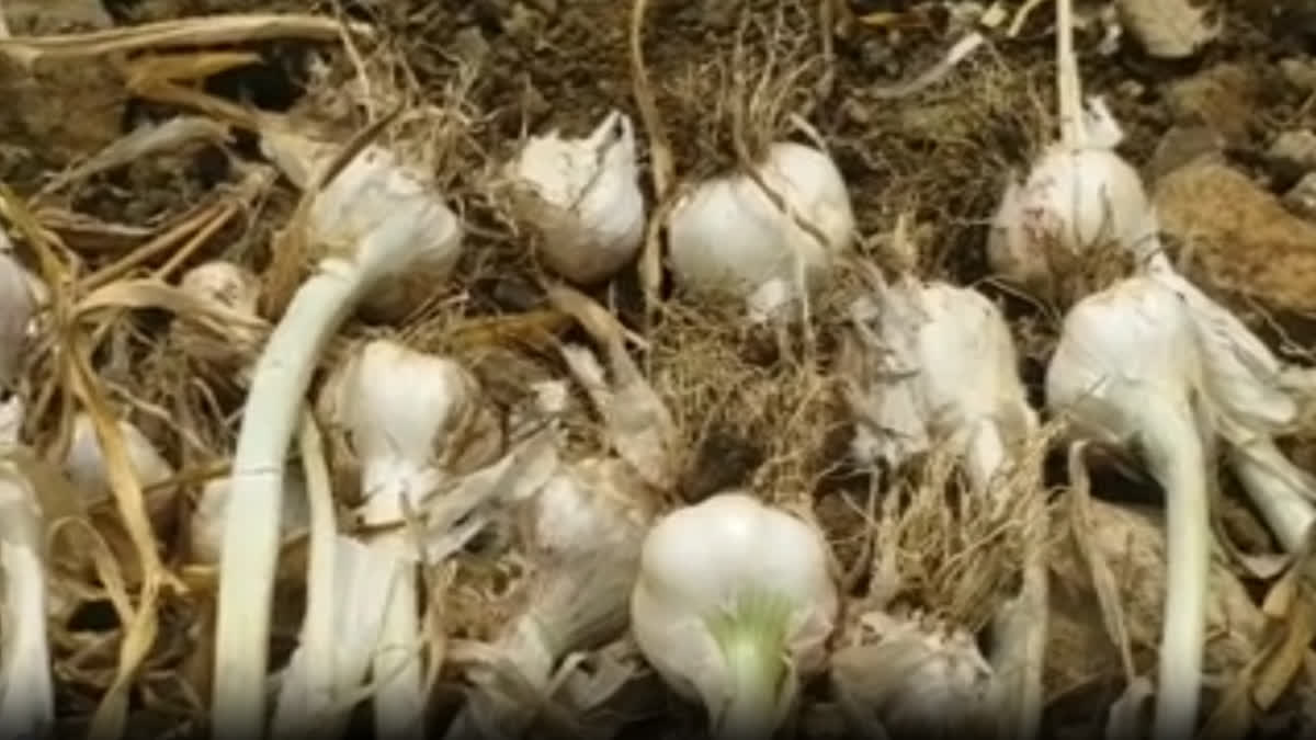 Madhya Pradesh : Garlic Fields Are Being Monitored through CCTV; Farmers Are Afraid of Theft CCTVs are being used to monitor garlic fields in Chhindwara district of Madhya Pradesh.