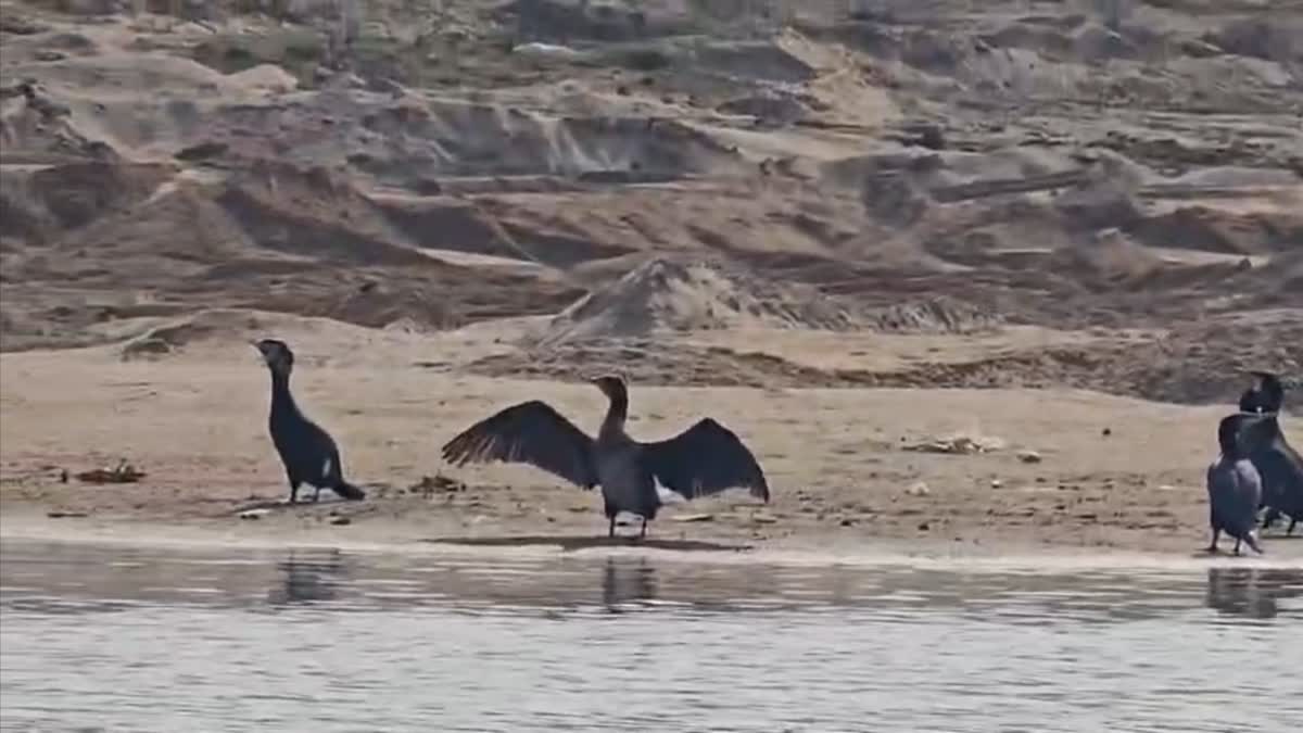 wildlife survey chambal river
