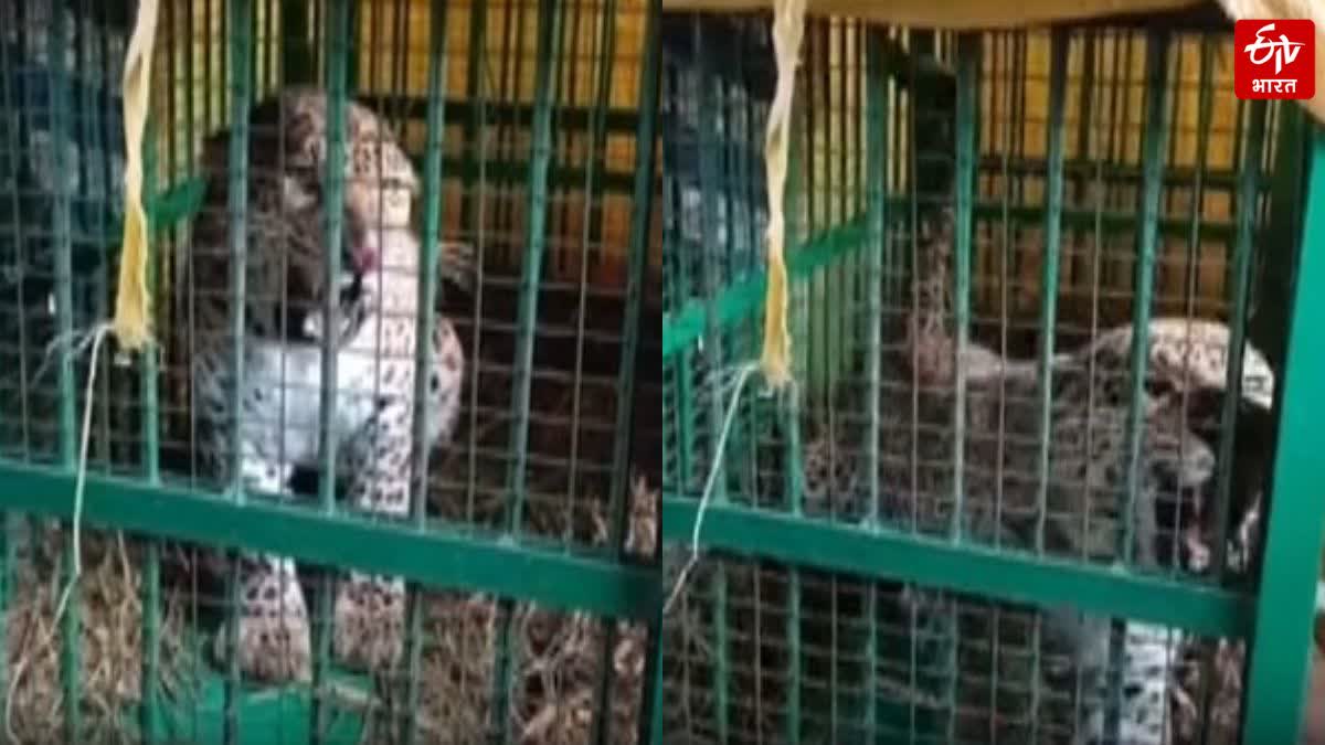 लखीमपुर खीरी में आतंक बना तेंदुआ पिंजरे में कैद