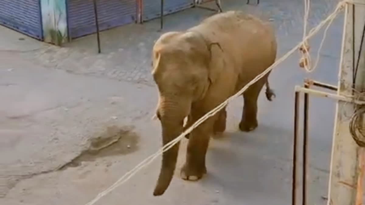 Elephant spotted in Gaya