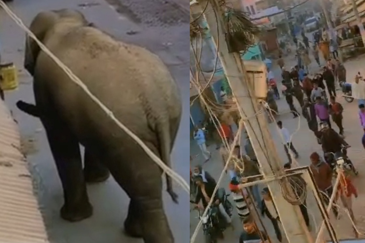 Elephant spotted in Gaya