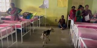 மருத்துவமனையில் சர்வ சாதாரணமாக உலா வரும் தெரு நாய்கள்