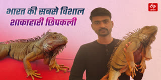 भारत की सबसे विशालकाय शाकाहारी छिपकली