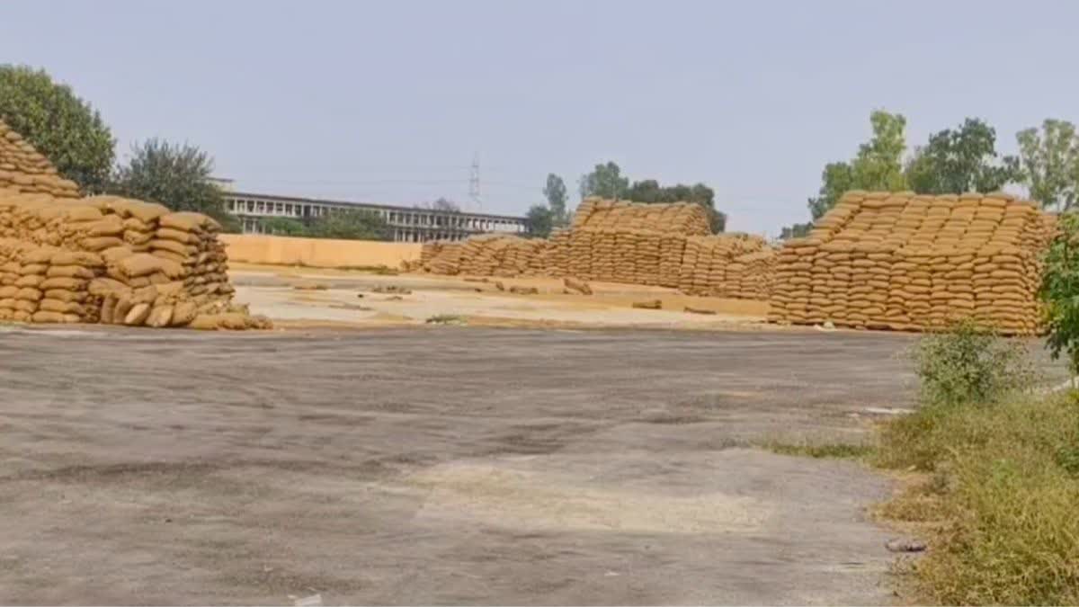 Paddy Scam in Karnal