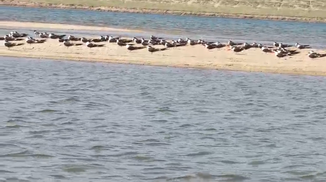 chambal aquatic organisms survey
