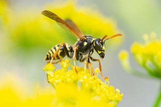 WASP ATTACK  കടന്നല്‍  WASPS  HORNET WASP