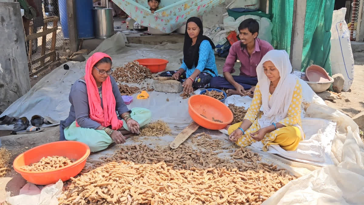 Tamarind Turns To Gold: How ‘Ambat Chinch’ Powers An Entire Maharashtra Village’s Economy