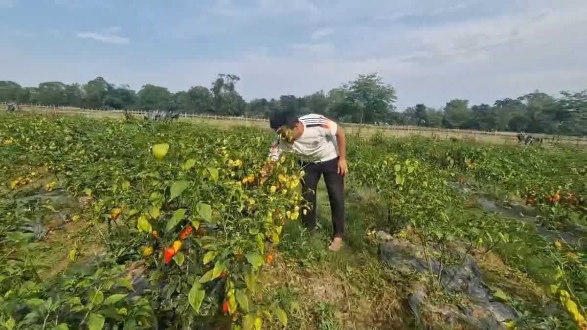 Farming