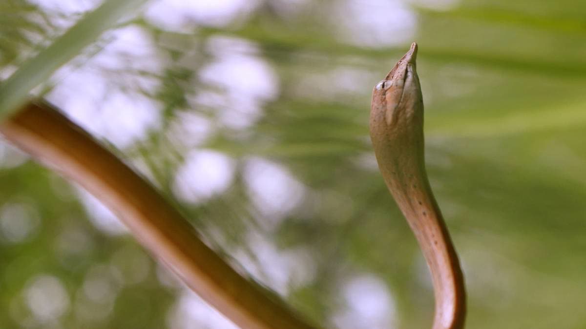 The long-snouted vine snake.