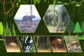 Sitanadi Tiger Reserve