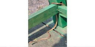 Rare ‘Common Bronzeback Tree Snake’ Spotted In UP's Dudhwa Tiger Reserve Rare ‘Common Bronzeback Tree Snake’ Spotted In UP's Dudhwa Tiger Reserve
