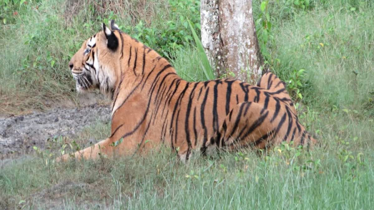 TIGER CAUGHT IN KULTALI