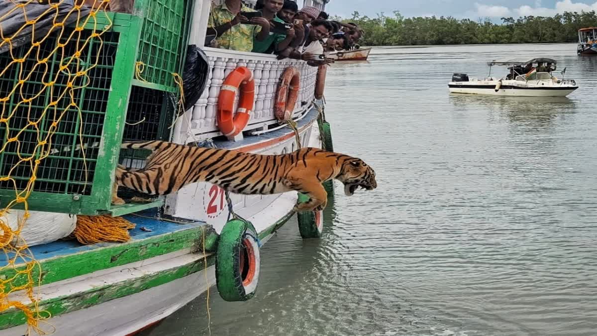 TIGER CAGED IN KULTALI