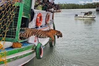 TIGER CAGED IN KULTALI