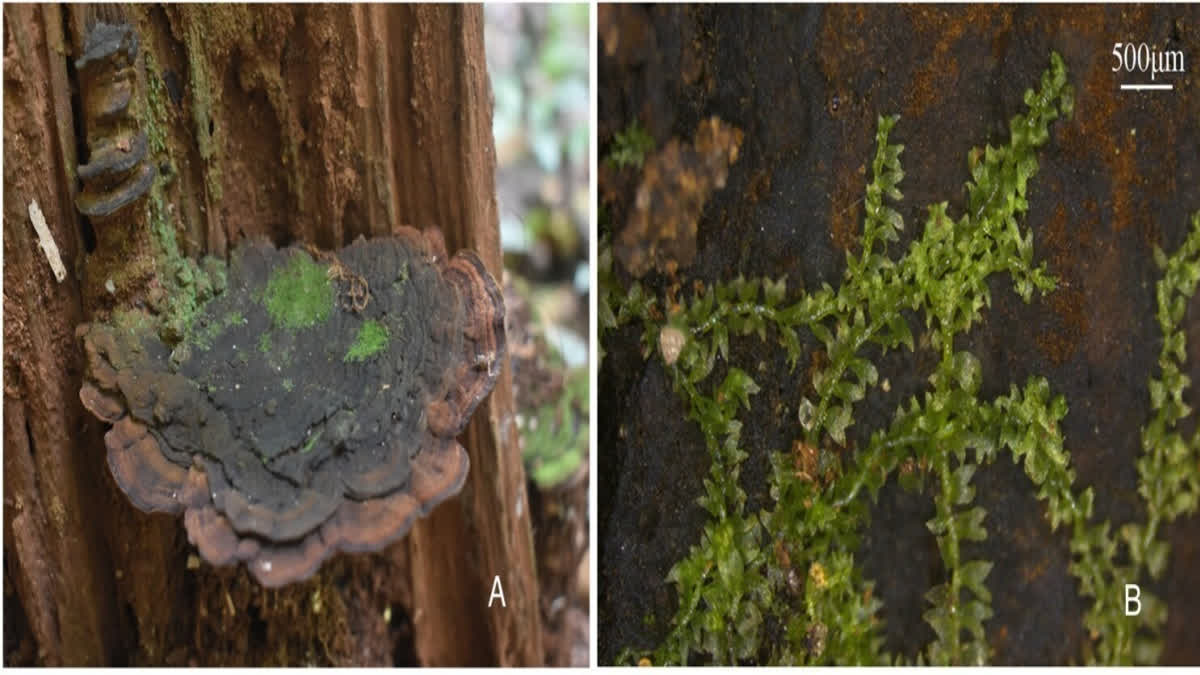 FIFTH SUCH DISCOVERY IN INDIA SPECIES NAMED INDOCOLEA DEVENDRAE BOTANISTS OF CALICUT UNIVERSITY GURUVAYURAPPAN COLLEGE SCHOLARS