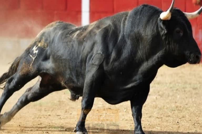 रायबरेली में आवारा सांड़ ने बाजार जा रहे बुजुर्ग को पटका, मौत - Stray bull  hits old man