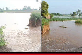 Rajbaha breaks in Dhaula village of Barnala