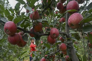 A man harvests hybrid apples at an orchard on the outskirts of Srinagar