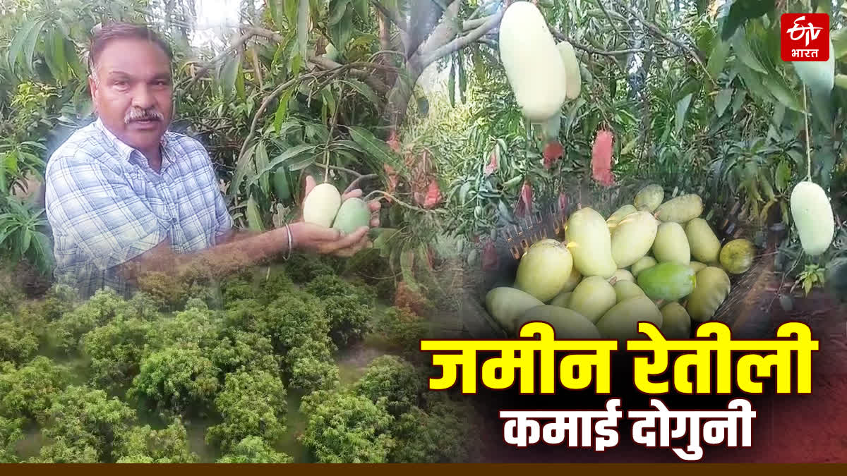 NARSINGHPUR MANGO FARMER