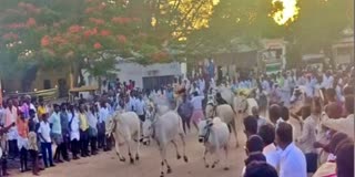 Bull Running Competitions On The Occasion Of The New Moon