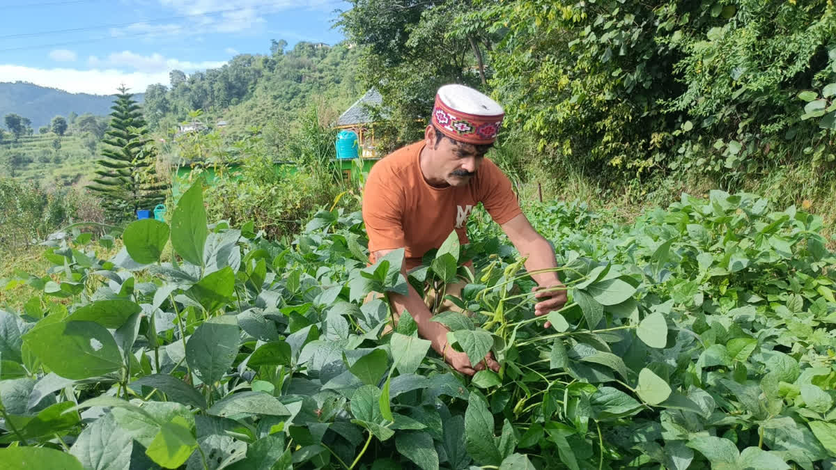 अब एक क्लिक से ऑनलाइन ऑर्डर करें प्राकृतिक खेती के उत्पाद, क्यूआर कोड पर मिलेगी प्रोडक्ट की हर जानकारी अब मोबाइल से ऑर्डर कर सकेंगे प्राकृितिक खेती से तैयार उत्पाद