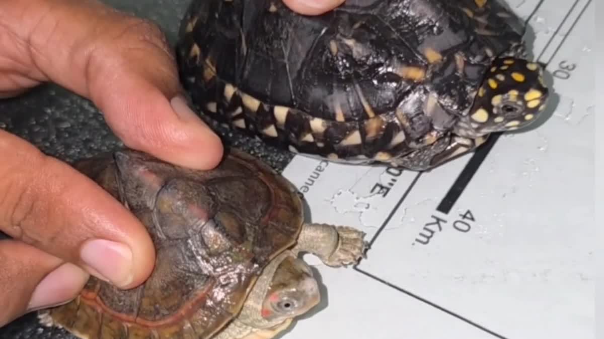 Turtle smuggling racket busted in Karnal