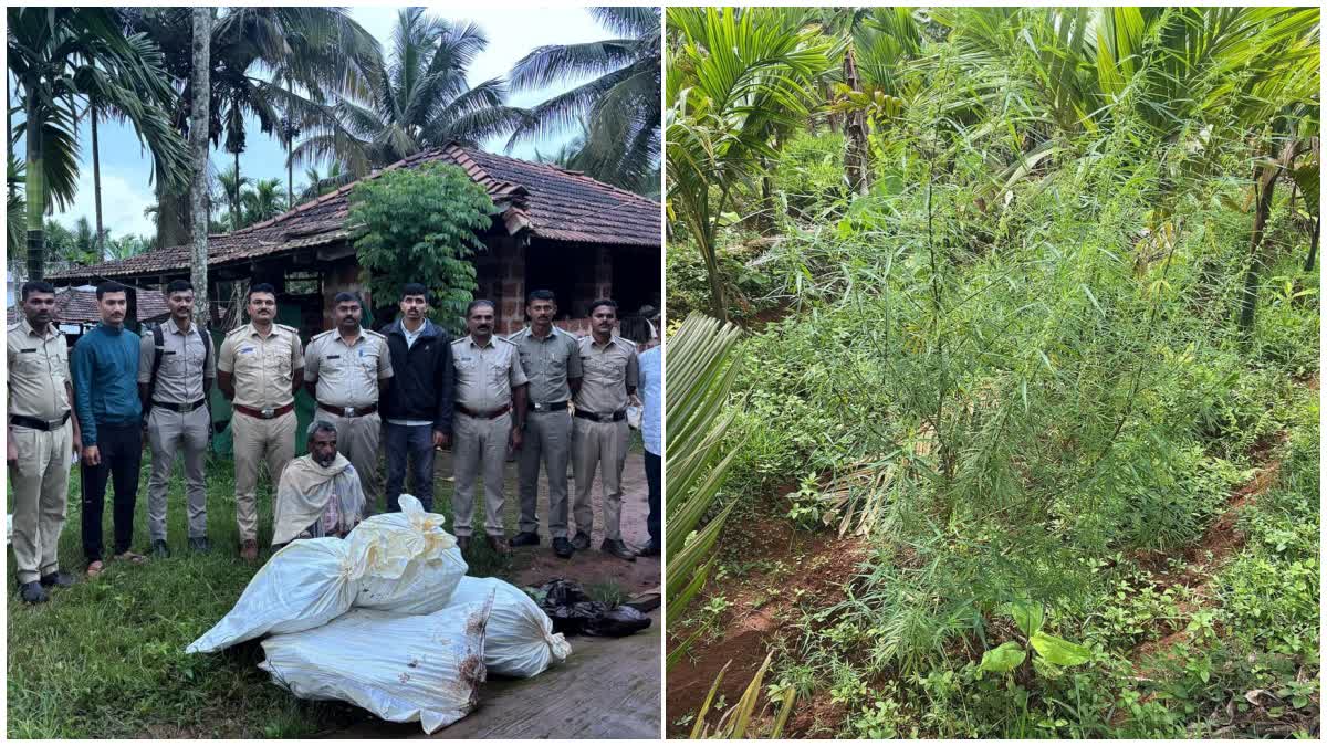 MAN ARRESTED FOR GROWING MARIJUANA