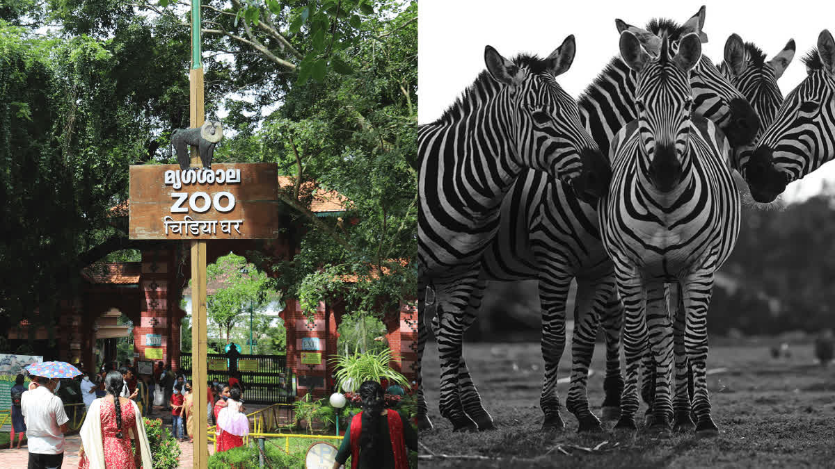Thiruvananthapuram Zoo set to welcome two zebras from Vantara As part of animal exchange agreement