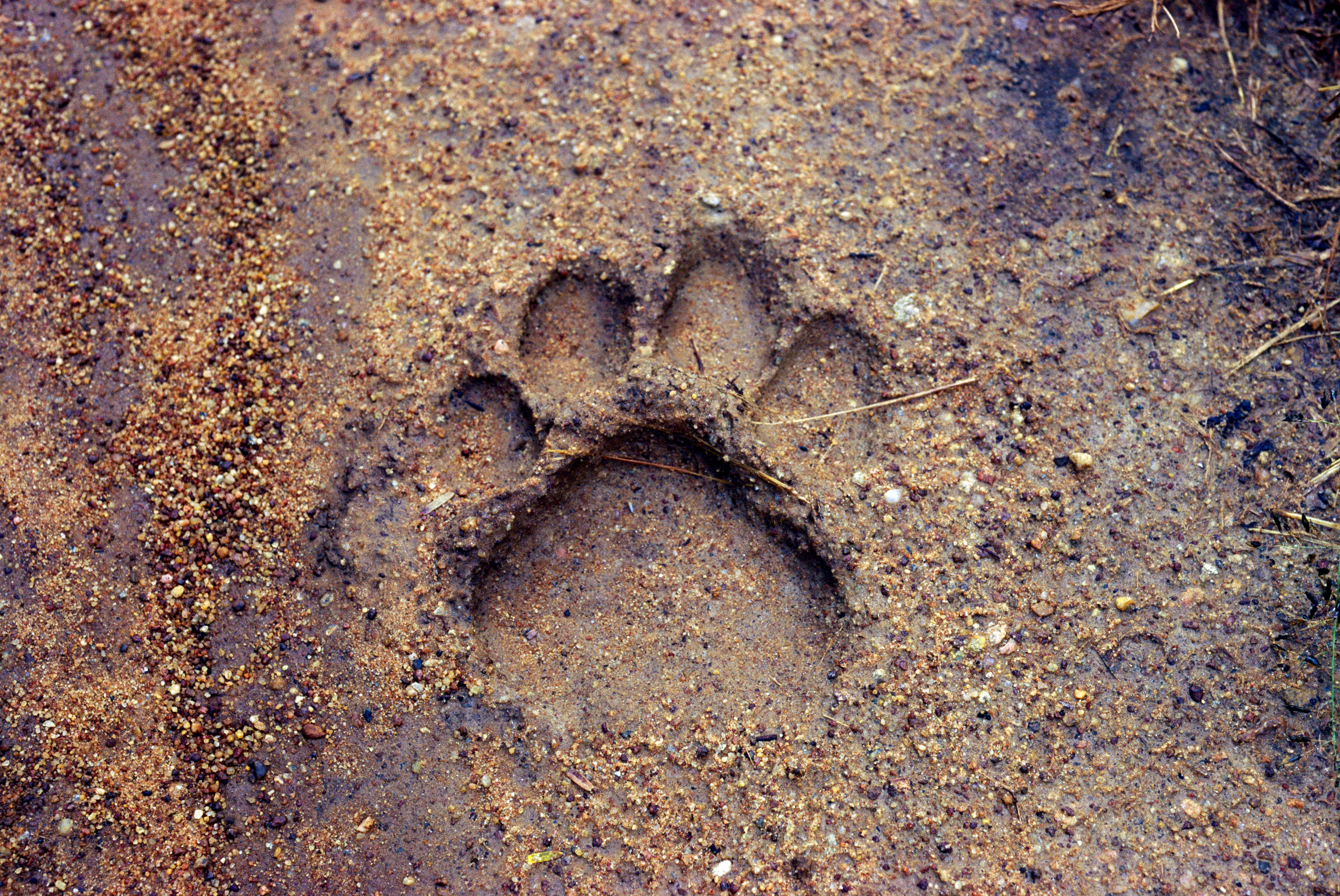Animals Pug Marks