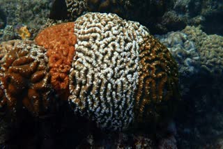 MINICOY ISLAND CORAL BLEACHING  LOBOPHYLLIA CORYMBOSA  TRICOLOUR CORALS MINICOY  CORAL BLEACHING INDIA