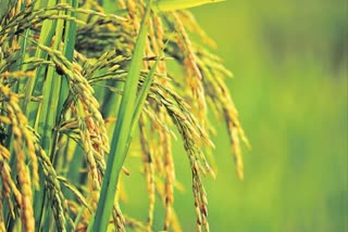 Seven Fine Varieties In Paddy Cultivation