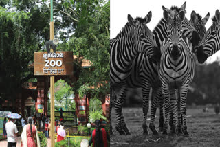 Thiruvananthapuram Zoo set to welcome two zebras from Vantara As part of animal exchange agreement