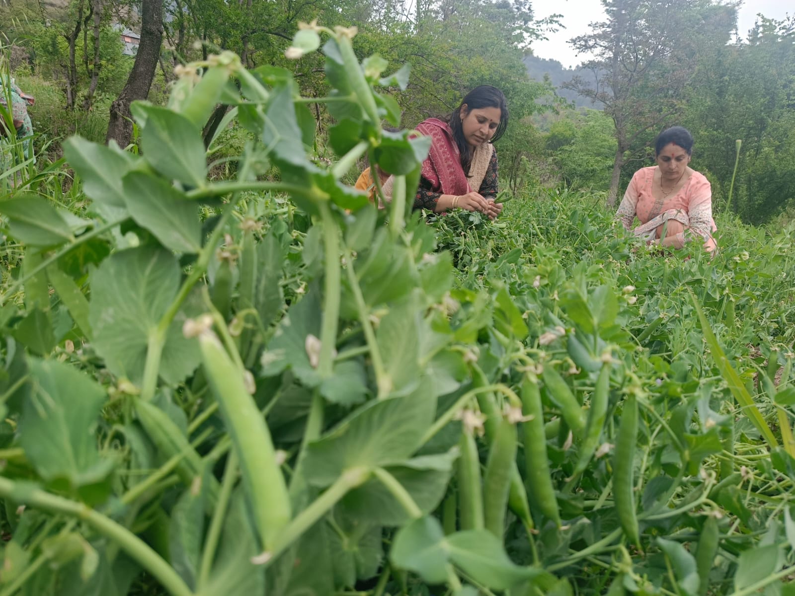ऑनलाइन बाजार में बिकेंगे प्राकृतिक खेती के उत्पाद
