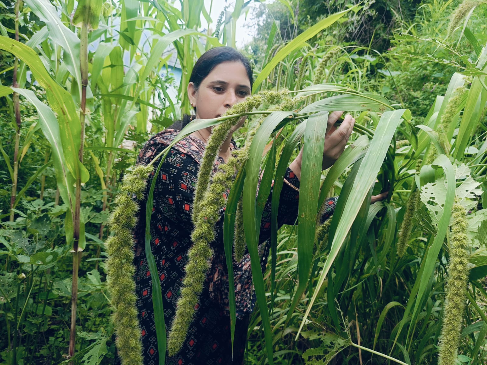 प्राकृतिक खेती अपनाने वाले किसानों की बढ़ी संख्या