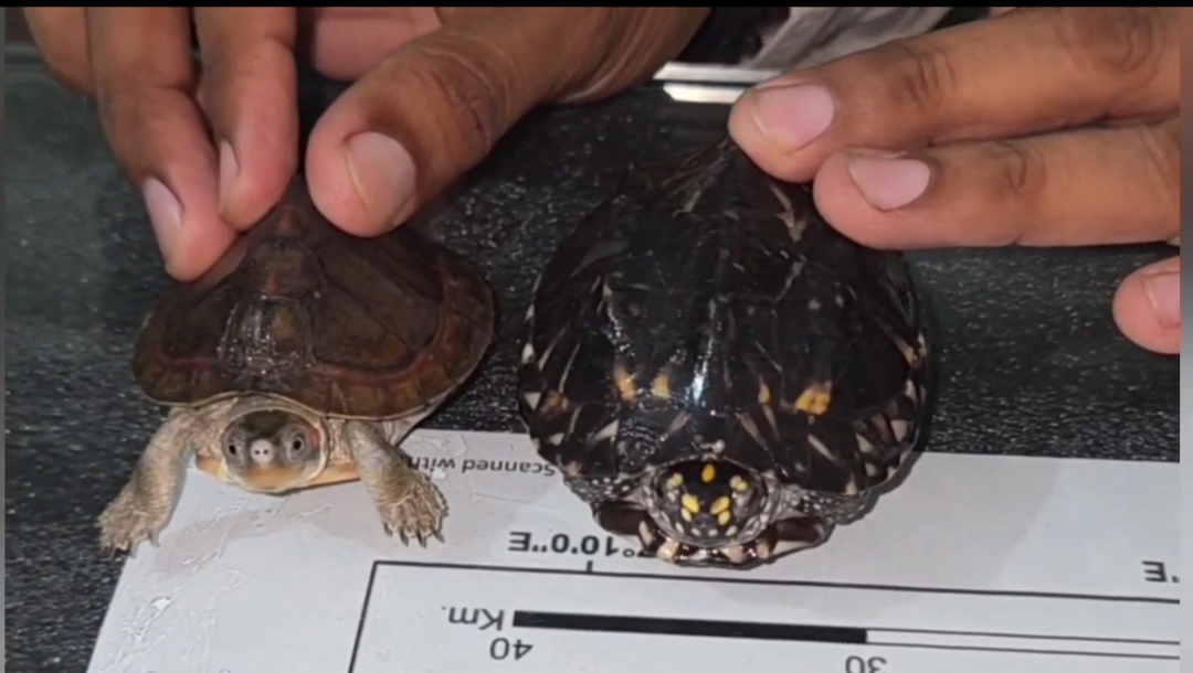 Turtle smuggling racket busted in Karnal