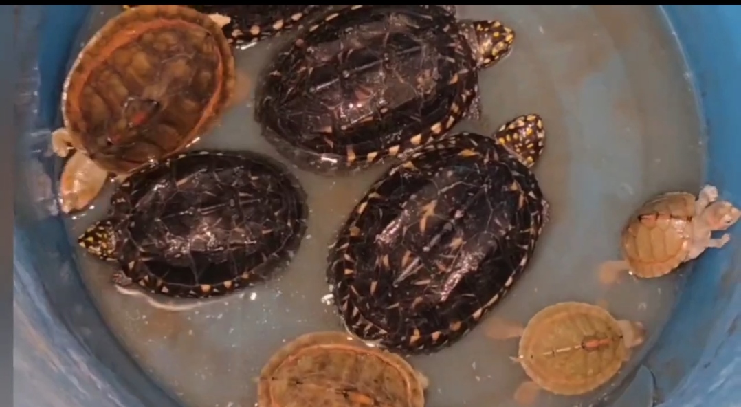 Turtle smuggling racket busted in Karnal