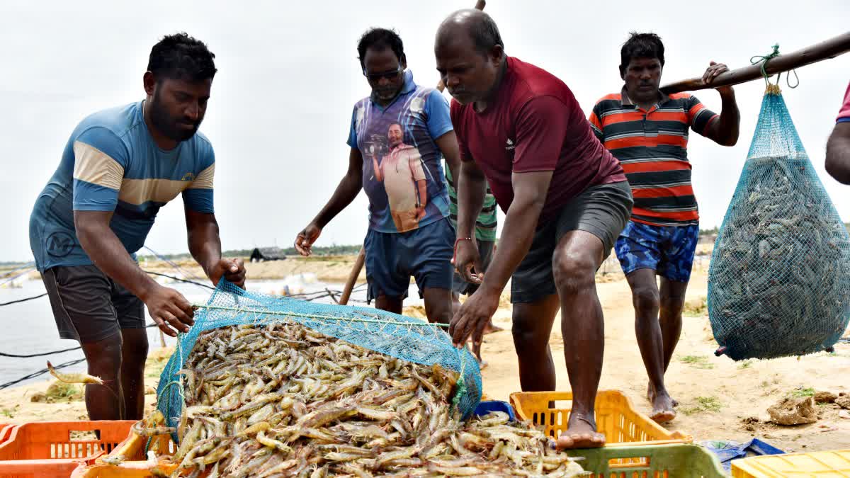 Workers carry sacks of shrimp to load into trucks at a shrimp farm in Nellore district, Andhra Pradesh, India, on August 28, 2025