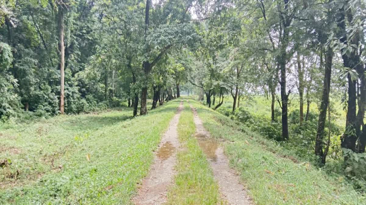 jalpaiguri forest
