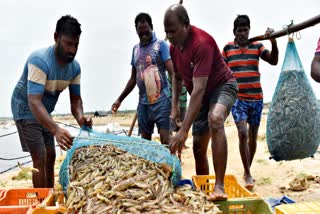 Workers carry sacks of shrimp to load into trucks at a shrimp farm in Nellore district, Andhra Pradesh, India, on August 28, 2025