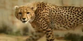 12 More Cheetahs To Arrive At Kuno National Park From South Africa A view of the cheetah at the Kuno National Park in Madhya Pradesh's Sheopur