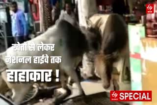 छुट्टा जानवरों का आतंक