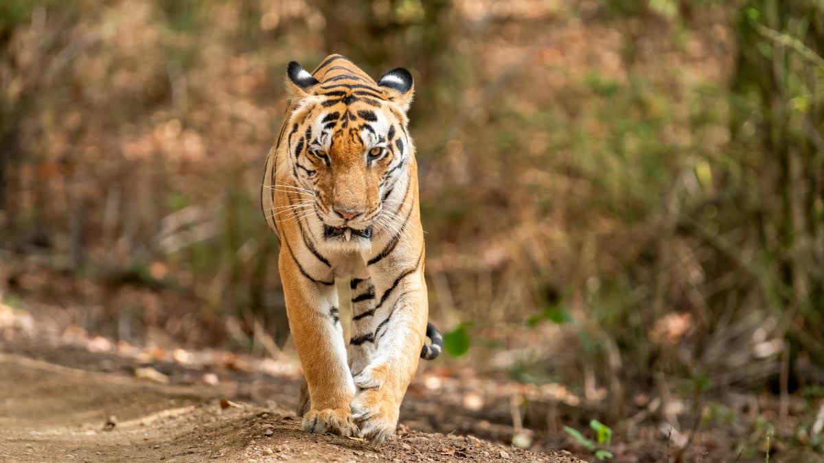 SIDHI RSERVE TIGER VIDEO