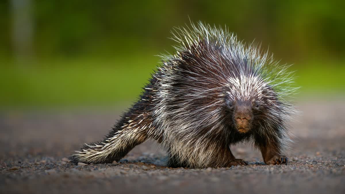BANDHAVGARH TIGER RESERVE PORCUPINE