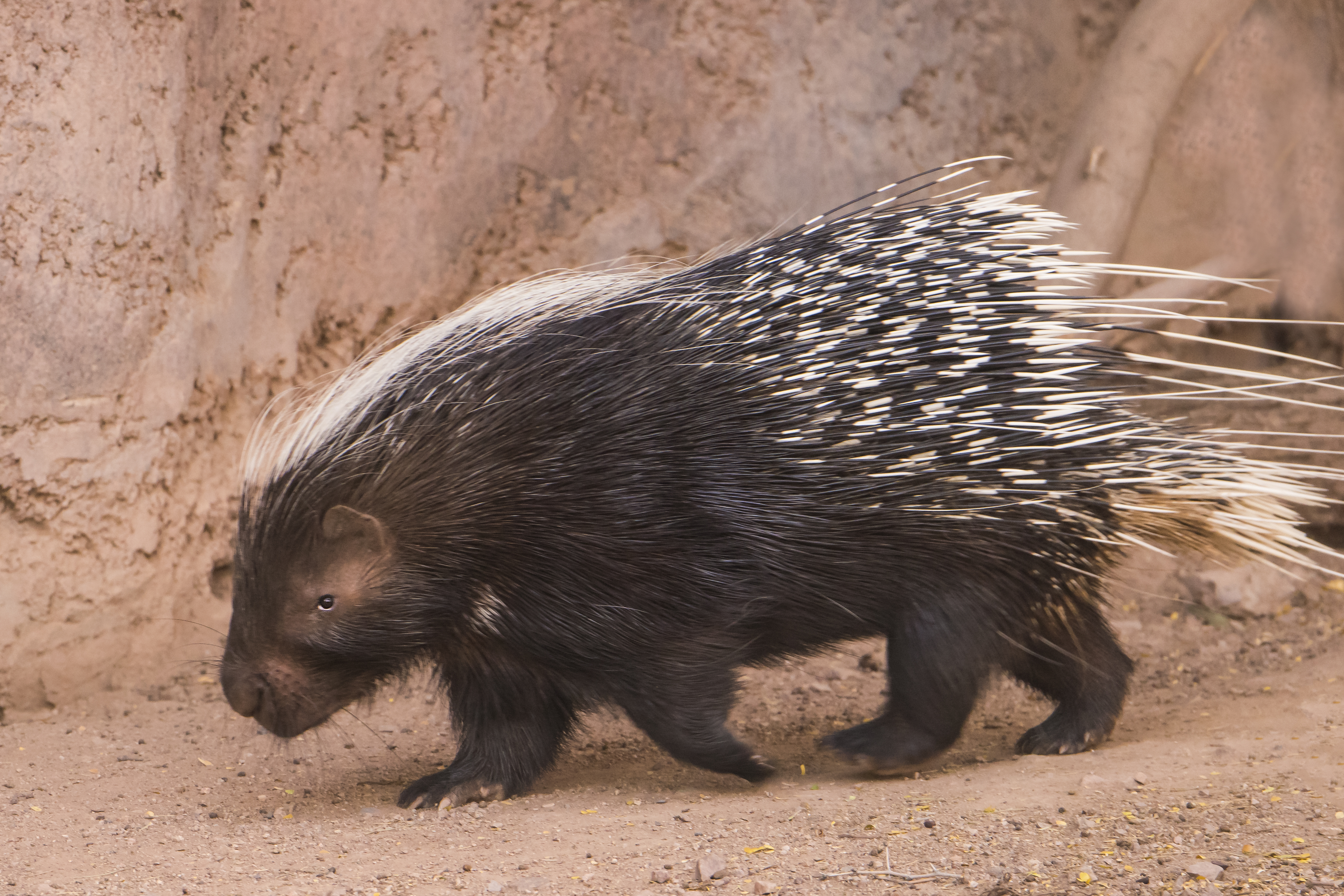 INDIAN CRESTED PORCUPINE