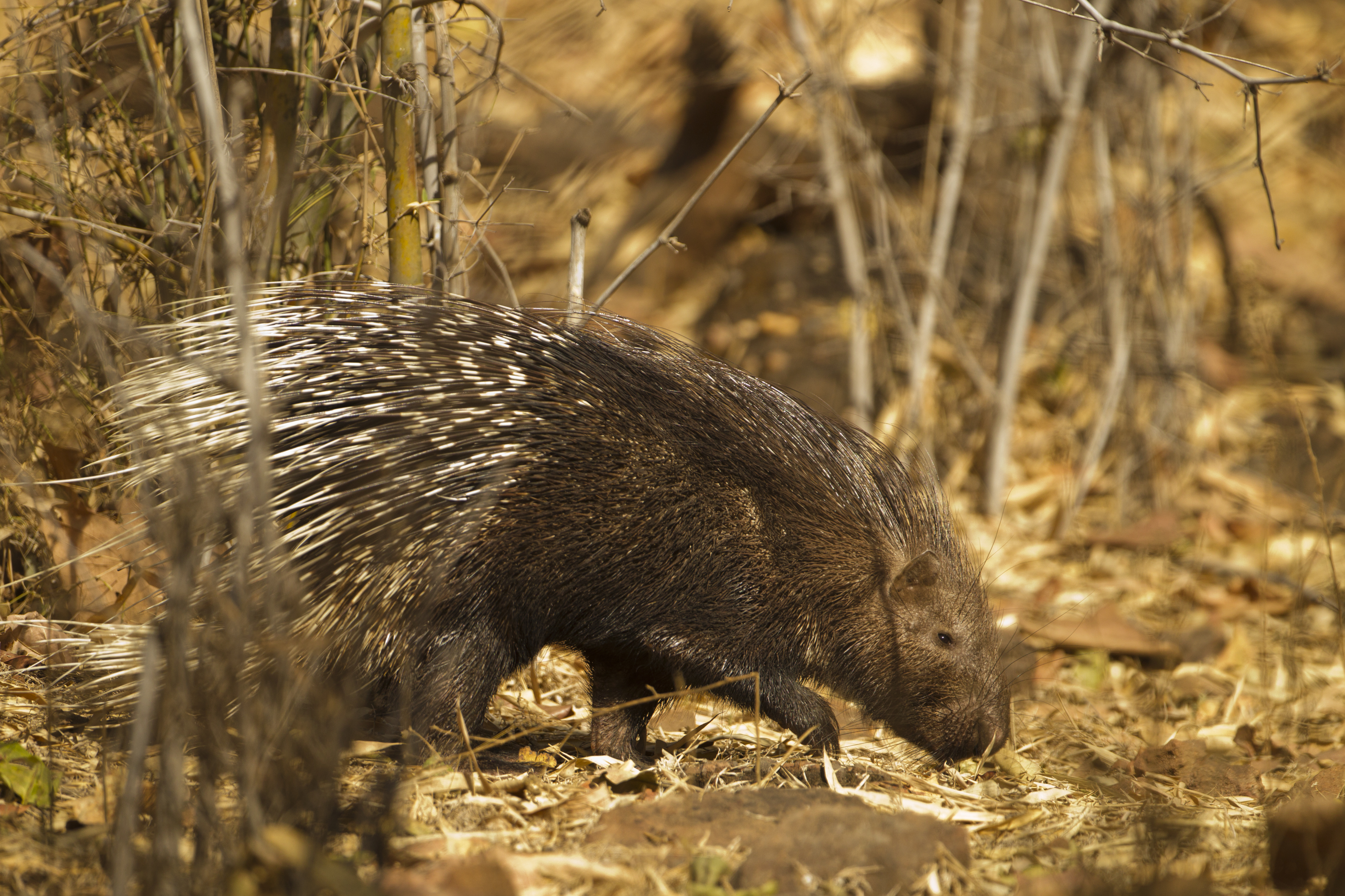 INDIAN CRESTED PORCUPINE