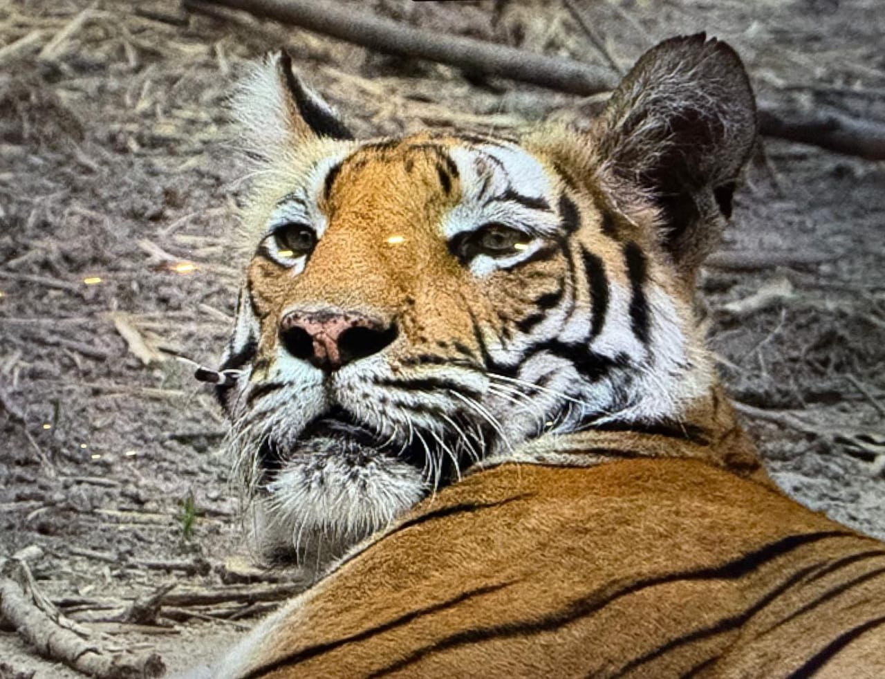 Tiger Favorite Hunt Porcupine