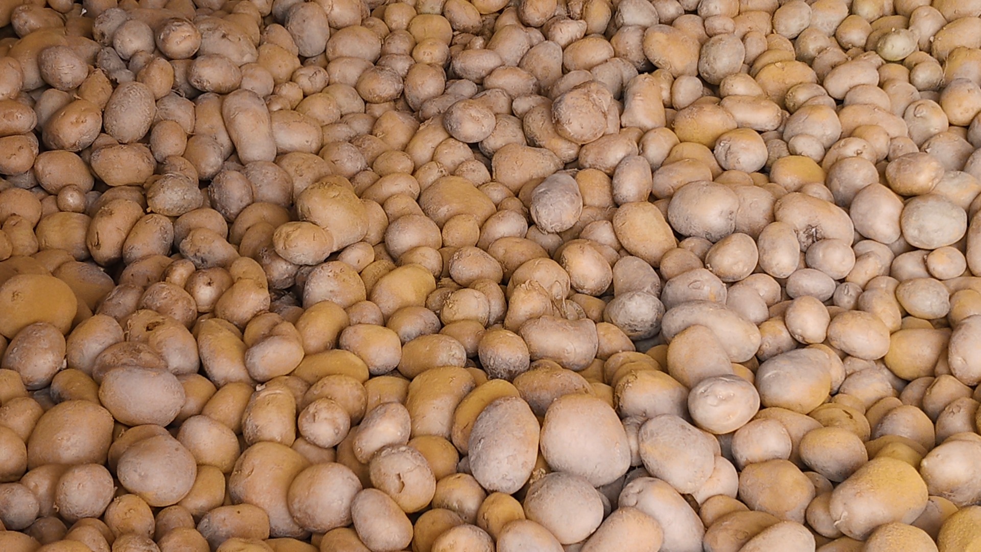 Certified Potato Seeds To Be Produced Through Tissue Culture In West Bengal