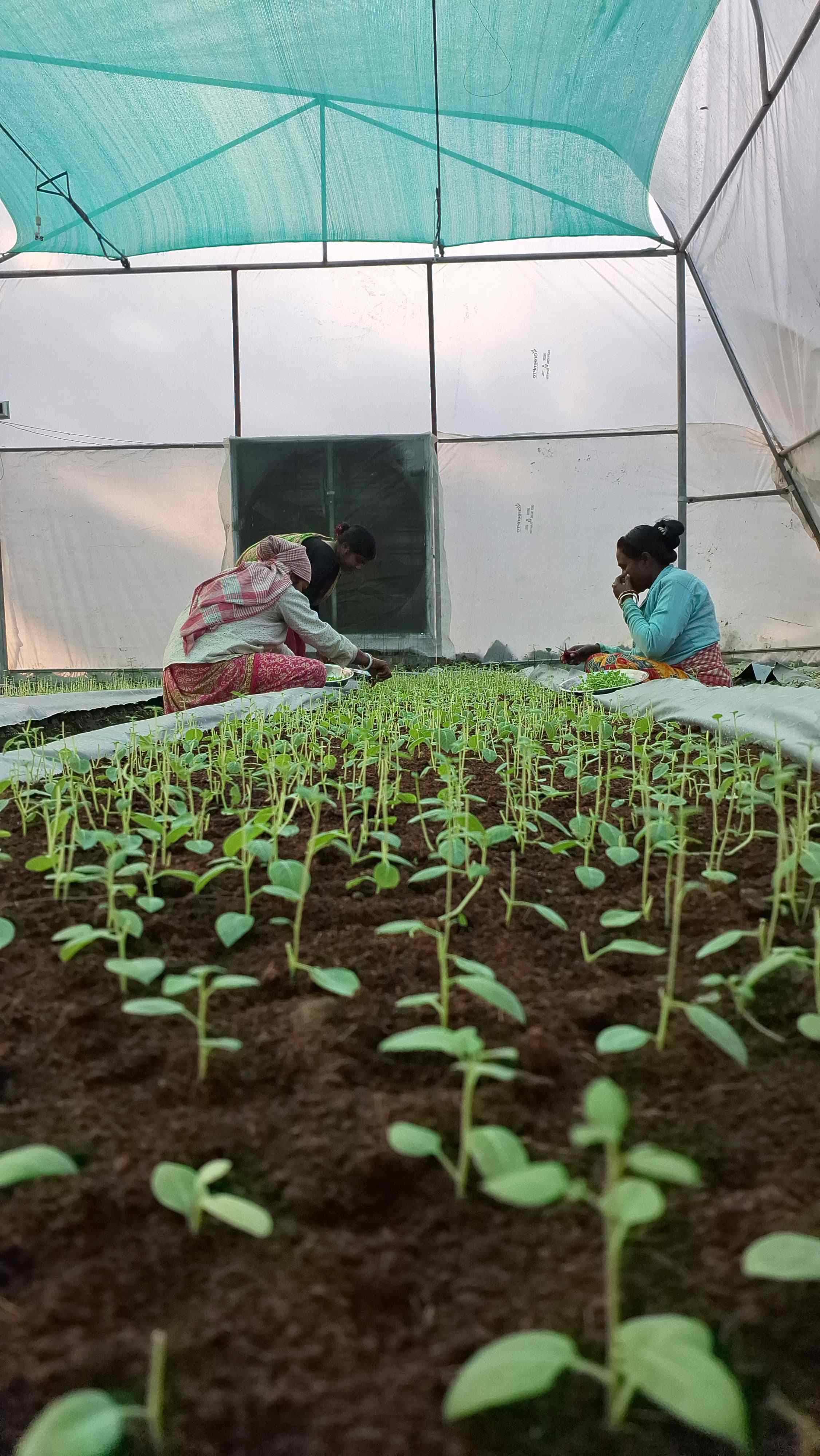Certified Potato Seeds To Be Produced Through Tissue Culture In West Bengal